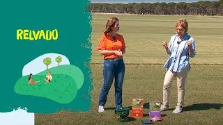 Como Cuidar do Relvado no Verão