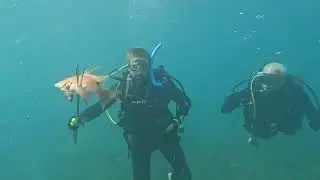 Diving the PS rocks, sting rays, turtles, bacon doughnuts wow! @ReefRangerSCUBA