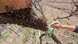 😱💥💢바쁜 와중에 토종벌이 분봉을...