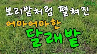 보리밭처럼 펼쳐진 어마어마한 야생달래밭 (경북풍기)