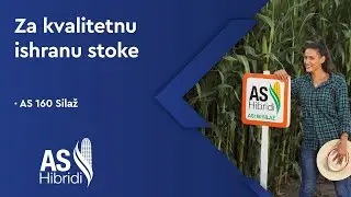 Silažni hibridi najbolji za ishranu stoke