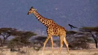 Giraffe Sounds 2