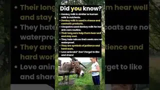 Donkey Milk & More: Surprising Donkey Facts!