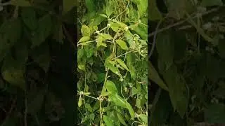 Tragia involucrata, the Indian stinging nettle, is a species of plant in the family Euphorbiaceae