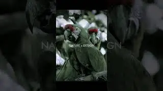 Argentnoir - Welcome to the Troop