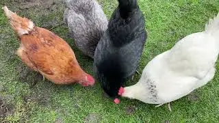 UP CLOSE & ADORABLE: Extreme Chicken Closeups! 🐔💖