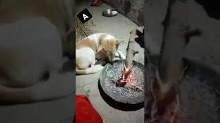 #doglover #thnd  itni ki mano bister bhi yhi hai#funny