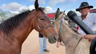 Feira de Cavalos em senador Rui palmeira - AL 24 - 09 - 2024 #nordeste