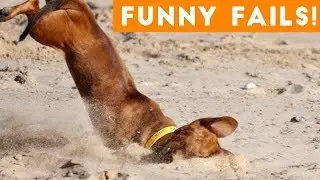 Pets TV  Funniest Pet Fails Compilation August 2018  Funny Pet Videos