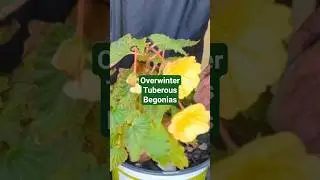 How To Overwinter Begonias