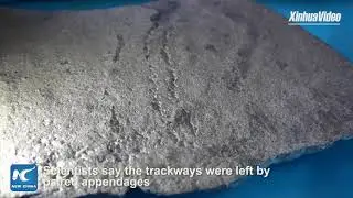 World's earliest known fossil trackways discovered in China