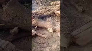 Cutting of timber with chainsaw #wood #chainsaw #timberindustry #timber #shortvideo