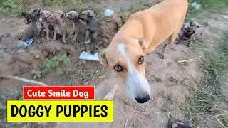 Indian Doggy Puppies Street Dog/ Block Aggressive Dog Barking - Indian Dog Doggy Facts 