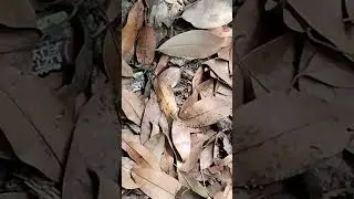 #chintikicar 🐜🦗🦗🐜🦗#antscar #antseating #ants #antizoo #antsgomarching #antslabs #insectsphotography