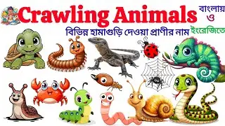 Crawling Animals| Name Of Animals | English Vocabulary Learning Video For Toddlers And Preschoolers 
