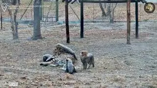 Cheetah Family Fun &ndash; Tammy and Cubs Running Wild!