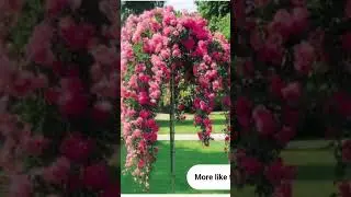 #Short#youtubeshort#weeping roses
