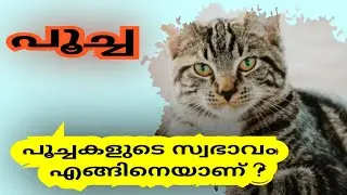 What is the behavior of cats? - Cat - behavior-