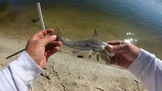 Haulover Canal FECSF, Флорида, рыбалка