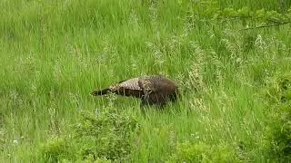 Hen Turkey returning to her nest on a hillside  by WillCFish Tips and Tricks.