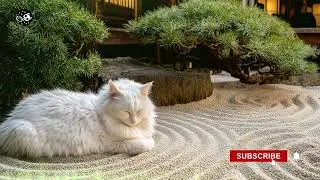 🎶 Soothing Lo-Fi Cat Mix | Calming Music for the Soul 🐾💤#chill #study #cattherapy #lofi #nap #cat