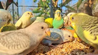 Budgies have incredibly powerful songs; beautiful yet fiercely captivating. Budgies singing sound.