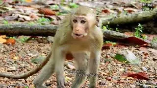 Poor Little Monkey Janna is Always Hungry For Food, Janna Likes Follow Mom Jade And Baby Monkey Jinx