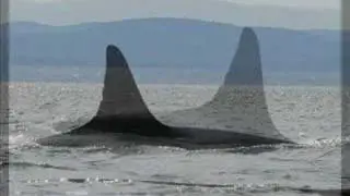 Orca Song 2008