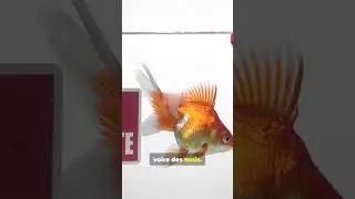 Ils se souviennent de toi (et pas 3 secondes)