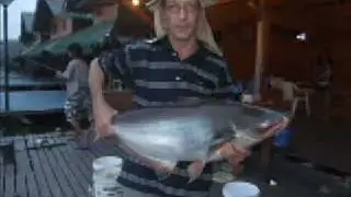40 lb Mekong Catfish Landed When Fishing Bungsamran Bangkok Thailand