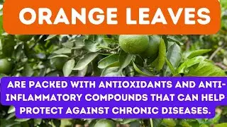 12 BENEFITS OF ORANGE LEAVES - From aiding digestion to promoting weight loss