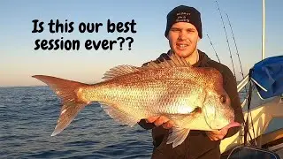 How to catch SNAPPER like THESE!! - Is this our best snapper session ever?