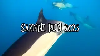 Sardine run South Africa 2025 (ProDive)