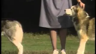 Siberian Husky - AKC Dog Breed Series