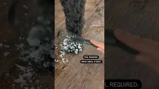 How to de-snow dog paws in one step