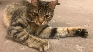 Tabby Cat Climbs up Christmas Tree