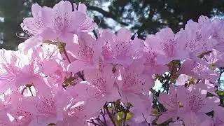 Beautiful Relaxing Music/Peaceful Soothing music (September Autumn Leaves)in 4k video release stress