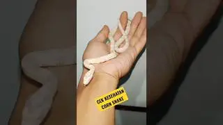 Cek Kesehatan Corn Snake #shorts #ular #cornsnake #colubridae #ularjagung #snakelovers #reptile