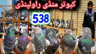 538 | Kabootar Mandi Dingi khoi Rawalpindi | Today Latest Update | High Flyer Pigeon Price 23/8/2025