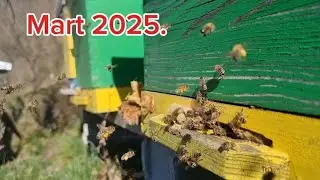 Pregled košnice u Martu - Pčelarstvo 2025.