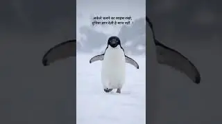 आज penguin ne ye shikhaya ki..... let it be, keep moving 🥹 #trending #penguin #inspiration #viral
