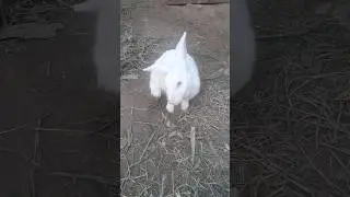 Self care 😌 cute baby 🥰 | #shortsfeed #cute #rabbit #selfcare #satisfying #nature #rabbitlifestyle