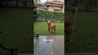 search mode on! #pets #goldenretriever #search #animals #dogsofinstagram