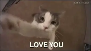 Crazy Cute Cats | Funny Cat Gifs Compilation