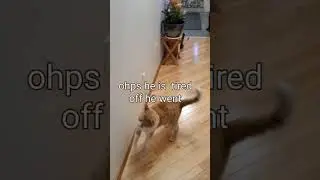 #playingcat #catvideos #cat #funnyvideo.