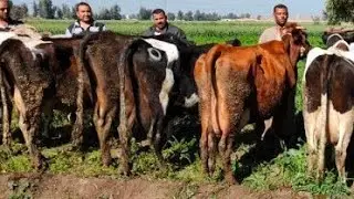 دبابات بقر خليط هولشتاين عالي بتحلب 20كيلو لبن في اليوم ومعاها خلافها من مزرعه المهندس علاء البعل👍