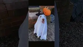 #ghostchallenge #greenscreen