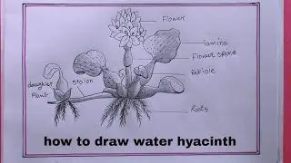 how to draw water hyacinth/water hyacinth drawing
