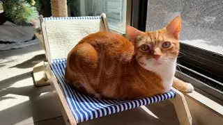 My cats love the sun&mdash;So I got them their own beach chair!