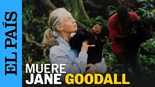 Muere Jane Goodall, la et&oacute;loga que se comunicaba con los chimpanc&eacute;s | EL PA&Iacute;S 